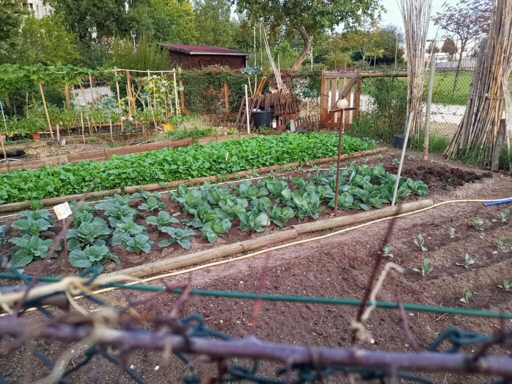 From Cold Shoulders to Shared Soil: A Garden Healed Our Bond