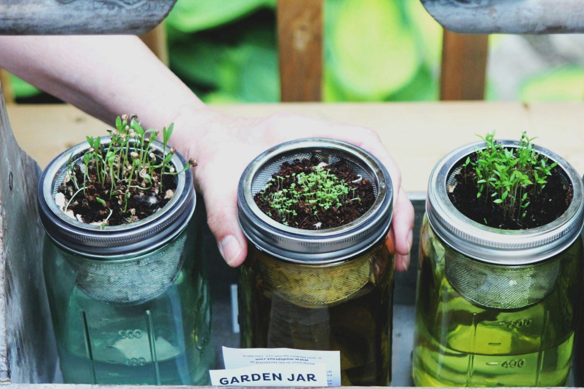 DIY mason jar herb garden hanging in bright farmhouse kitchen 2