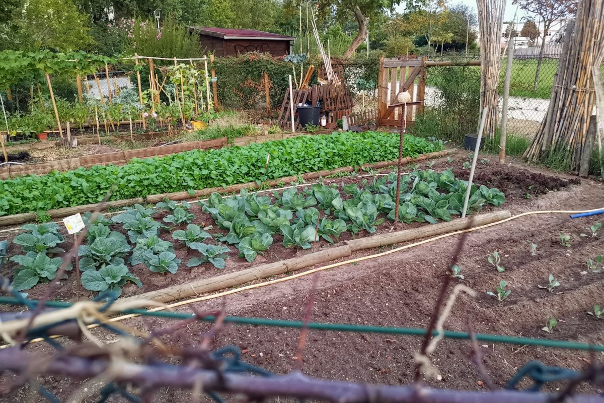 neighbors gardening together in shared backyard vegetable plot.jpg