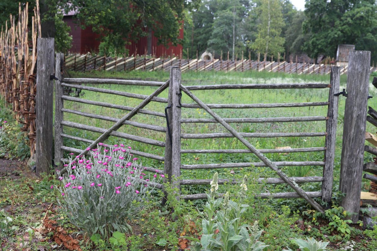 unmaintained backyard fence with overgrown grass 2.jpg